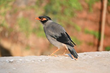 Hint Myna Kuşları. Diğer adları Common myna ve mynah. Bu, sığırcık familyasından bir kuş. Bunlar, özellikle Hindistan olmak üzere Güney Asya 'ya özgü yoldan geçen bir grup kuş.. 