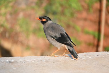 Hint Myna Kuşları. Diğer adları Common myna ve mynah. Bu, sığırcık familyasından bir kuş. Bunlar, özellikle Hindistan olmak üzere Güney Asya 'ya özgü yoldan geçen bir grup kuş.. 
