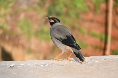 Hint Myna Kuşları. Diğer adları Common myna ve mynah. Bu, sığırcık familyasından bir kuş. Bunlar, özellikle Hindistan olmak üzere Güney Asya 'ya özgü yoldan geçen bir grup kuş.. 
