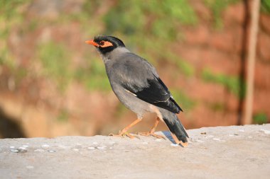 Hint Myna Kuşları. Diğer adları Common myna ve mynah. Bu, sığırcık familyasından bir kuş. Bunlar, özellikle Hindistan olmak üzere Güney Asya 'ya özgü yoldan geçen bir grup kuş.. 