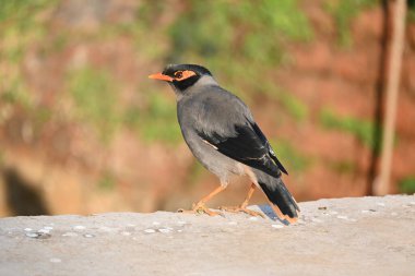 Hint Myna Kuşları. Diğer adları Common myna ve mynah. Bu, sığırcık familyasından bir kuş. Bunlar, özellikle Hindistan olmak üzere Güney Asya 'ya özgü yoldan geçen bir grup kuş.. 