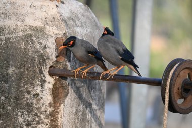 Bir çift Hint Myna kuşu. Diğer adları Common myna ve mynah. Bu, sığırcık familyasından bir kuş. Bunlar yoldan geçen bir grup kuş.. 