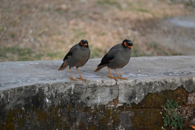 Bir çift Hint Myna kuşu. Diğer adları Common myna ve mynah. Bu, sığırcık familyasından bir kuş. Bunlar yoldan geçen bir grup kuş.. 