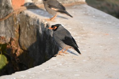 Bir çift Hint Myna kuşu. Diğer adları Common myna ve mynah. Bu, sığırcık familyasından bir kuş. Bunlar yoldan geçen bir grup kuş.. 