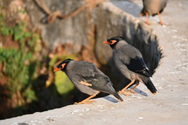 Bir çift Hint Myna kuşu. Diğer adları Common myna ve mynah. Bu, sığırcık familyasından bir kuş. Bunlar yoldan geçen bir grup kuş.. 