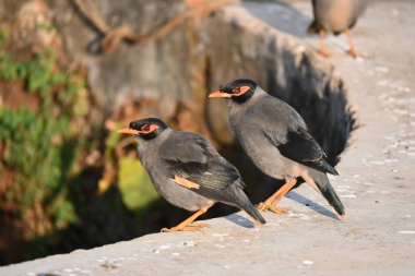 Bir çift Hint Myna kuşu. Diğer adları Common myna ve mynah. Bu, sığırcık familyasından bir kuş. Bunlar yoldan geçen bir grup kuş.. 