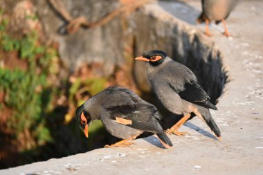 Bir çift Hint Myna kuşu. Diğer adları Common myna ve mynah. Bu, sığırcık familyasından bir kuş. Bunlar yoldan geçen bir grup kuş.. 