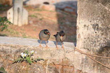 Bir çift Hint Myna kuşu. Diğer adları Common myna ve mynah. Bu, sığırcık familyasından bir kuş. Bunlar yoldan geçen bir grup kuş.. 