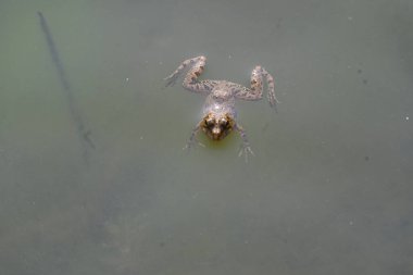 Su yüzeyinde yüzen kurbağa. Kurbağa hem suda hem de karada yaşayan bir hayvandır. Amfibiler. 