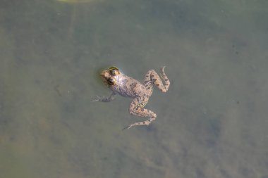 Su yüzeyinde yüzen kurbağa. Kurbağa hem suda hem de karada yaşayan bir hayvandır. Amfibiler. 