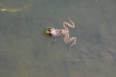 Su yüzeyinde yüzen kurbağa. Kurbağa hem suda hem de karada yaşayan bir hayvandır. Amfibiler. 