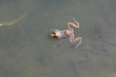 Su yüzeyinde yüzen kurbağa. Kurbağa hem suda hem de karada yaşayan bir hayvandır. Amfibiler. 