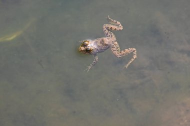 Su yüzeyinde yüzen kurbağa. Kurbağa hem suda hem de karada yaşayan bir hayvandır. Amfibiler. 