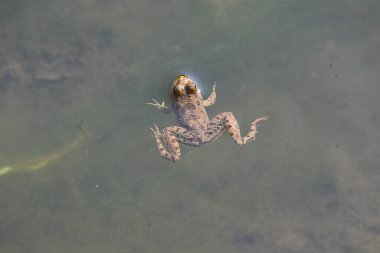Su yüzeyinde yüzen kurbağa. Kurbağa hem suda hem de karada yaşayan bir hayvandır. Amfibiler. 
