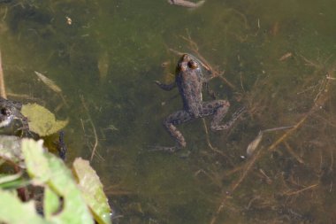 Su yüzeyinde yüzen kurbağa. Kurbağa hem suda hem de karada yaşayan bir hayvandır. Amfibiler. 