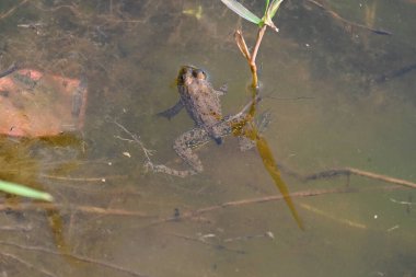 Su yüzeyinde yüzen kurbağa. Kurbağa hem suda hem de karada yaşayan bir hayvandır. Amfibiler. 