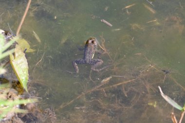 Su yüzeyinde yüzen kurbağa. Kurbağa hem suda hem de karada yaşayan bir hayvandır. Amfibiler. 