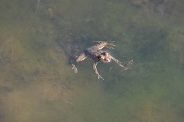 Su yüzeyinde yüzen kurbağa. Kurbağa hem suda hem de karada yaşayan bir hayvandır. Amfibiler. 
