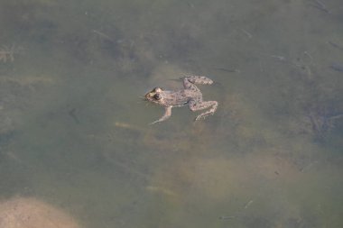 Su yüzeyinde yüzen kurbağa. Kurbağa hem suda hem de karada yaşayan bir hayvandır. Amfibiler. 