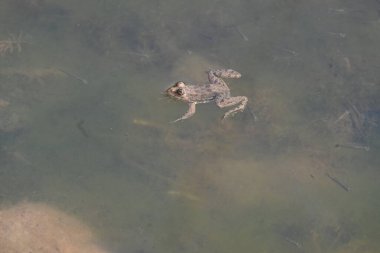 Su yüzeyinde yüzen kurbağa. Kurbağa hem suda hem de karada yaşayan bir hayvandır. Amfibiler. 