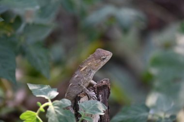 Yeşil bitkide bukalemunlar. Sürüngen bir hayvan. Chamaeleonidae familyasından bir hayvandır. Diğer adı Chamaeleons. Bu hayvan renk değiştirmede ustadır..