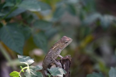Yeşil bitkide bukalemunlar. Sürüngen bir hayvan. Chamaeleonidae familyasından bir hayvandır. Diğer adı Chamaeleons. Bu hayvan renk değiştirmede ustadır..