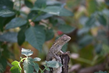 Yeşil bitkide bukalemunlar. Sürüngen bir hayvan. Chamaeleonidae familyasından bir hayvandır. Diğer adı Chamaeleons. Bu hayvan renk değiştirmede ustadır..