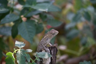 Yeşil bitkide bukalemunlar. Sürüngen bir hayvan. Chamaeleonidae familyasından bir hayvandır. Diğer adı Chamaeleons. Bu hayvan renk değiştirmede ustadır..