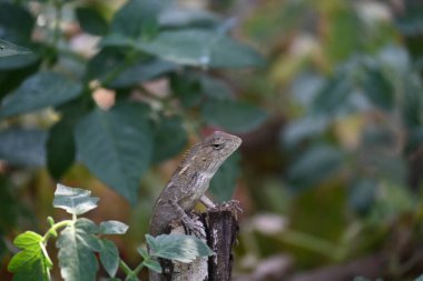 Yeşil bitkide bukalemunlar. Sürüngen bir hayvan. Chamaeleonidae familyasından bir hayvandır. Diğer adı Chamaeleons. Bu hayvan renk değiştirmede ustadır..