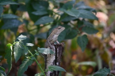 Yeşil bitkide bukalemunlar. Sürüngen bir hayvan. Chamaeleonidae familyasından bir hayvandır. Diğer adı Chamaeleons. Bu hayvan renk değiştirmede ustadır..
