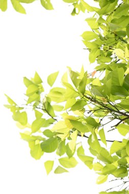 Millettia pinnata ağacı. Fabaceae familyasından bir ağaç türü. Diğer adı Pongamiapinnata, Hint biechandPongame Petrol Ağacı. Petrol tohumlarından çıkarılır. Ayurvedic tıp.