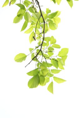 Millettia pinnata ağacı. Fabaceae familyasından bir ağaç türü. Diğer adı Pongamiapinnata, Hint biechandPongame Petrol Ağacı. Petrol tohumlarından çıkarılır. Ayurvedic tıp.