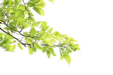 Millettia pinnata ağacı. Fabaceae familyasından bir ağaç türü. Diğer adı Pongamiapinnata, Hint biechandPongame Petrol Ağacı. Petrol tohumlarından çıkarılır. Ayurvedic tıp.