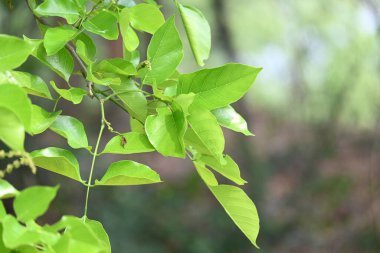 Millettia pinnata ağacı. Fabaceae familyasından bir ağaç türü. Diğer adı Pongamiapinnata, Hint biechandPongame Petrol Ağacı. Petrol tohumlarından çıkarılır. Ayurvedic tıp.