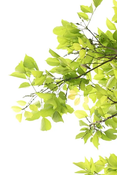 Millettia pinnata ağacı. Fabaceae familyasından bir ağaç türü. Diğer adı Pongamiapinnata, Hint biechandPongame Petrol Ağacı. Petrol tohumlarından çıkarılır. Ayurvedic tıp.