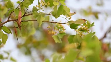 Dalbergia hanım evladı ağacı çiçeği. Kuzey Hindistan 'ın gül ağacı ve shisham' ı. Bu hızlı büyüyen, dayanıklı bir gül ağacı Hindistan ve Güney İran 'a özgüdür..