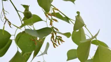 Dalbergia hanım evladı ağacı çiçeği. Kuzey Hindistan 'ın gül ağacı ve shisham' ı. Bu hızlı büyüyen, dayanıklı bir gül ağacı Hindistan ve Güney İran 'a özgüdür..