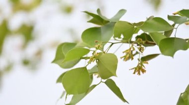 Dalbergia hanım evladı ağacı çiçeği. Kuzey Hindistan 'ın gül ağacı ve shisham' ı. Bu hızlı büyüyen, dayanıklı bir gül ağacı Hindistan ve Güney İran 'a özgüdür..