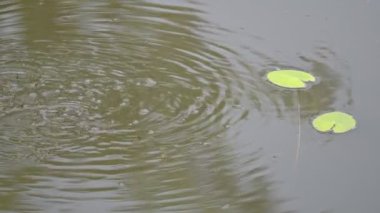 Su yüzeyinde oynayan küçük balıklar. Yazları, nehirdeki su seviyesi düştüğünde, balıklar aşağıdan yukarı çıkar ve kabarcıklar bırakır. Minik balıklar. Yavaş çekim videosu.