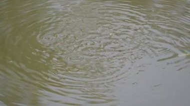 Su yüzeyinde oynayan küçük balıklar. Yazları, nehirdeki su seviyesi düştüğünde, balıklar aşağıdan yukarı çıkar ve kabarcıklar bırakır. Minik balıklar. Yavaş çekim videosu.