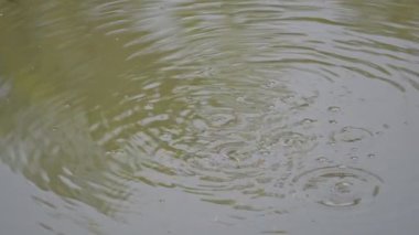 Su yüzeyinde oynayan küçük balıklar. Yazları, nehirdeki su seviyesi düştüğünde, balıklar aşağıdan yukarı çıkar ve kabarcıklar bırakır. Minik balıklar. Yavaş çekim videosu.