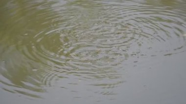 Su yüzeyinde oynayan küçük balıklar. Yazları, nehirdeki su seviyesi düştüğünde, balıklar aşağıdan yukarı çıkar ve kabarcıklar bırakır. Minik balıklar. Yavaş çekim videosu.