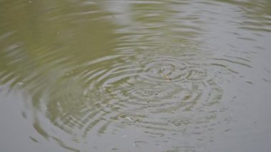Su yüzeyinde oynayan küçük balıklar. Yazları, nehirdeki su seviyesi düştüğünde, balıklar aşağıdan yukarı çıkar ve kabarcıklar bırakır. Minik balıklar. Yavaş çekim videosu.