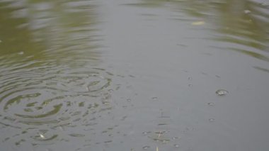 Su yüzeyinde oynayan küçük balıklar. Yazları, nehirdeki su seviyesi düştüğünde, balıklar aşağıdan yukarı çıkar ve kabarcıklar bırakır. Minik balıklar. Yavaş çekim videosu.