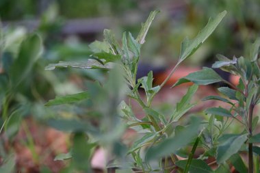 Chenopodium albüm bitkileri. Chenopodium cinsi içinde hızla büyüyen bir ottur. Kuzu konutları, eritme, kaz ayağı, yabani spinachand-hen. Çok popüler bir sebzedir..