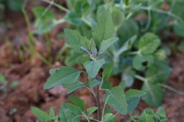 Chenopodium albüm bitkileri. Chenopodium cinsi içinde hızla büyüyen bir ottur. Kuzu konutları, eritme, kaz ayağı, yabani spinachand-hen. Çok popüler bir sebzedir..