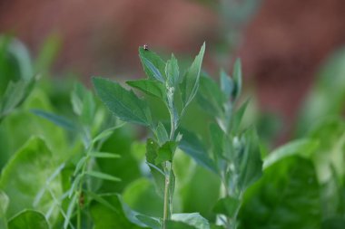 Chenopodium albüm bitkileri. Chenopodium cinsi içinde hızla büyüyen bir ottur. Kuzu konutları, eritme, kaz ayağı, yabani spinachand-hen. Çok popüler bir sebzedir..