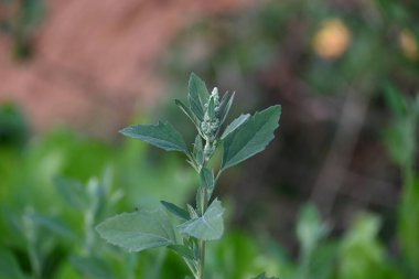 Chenopodium albüm bitkileri. Chenopodium cinsi içinde hızla büyüyen bir ottur. Kuzu konutları, eritme, kaz ayağı, yabani spinachand-hen. Çok popüler bir sebzedir..