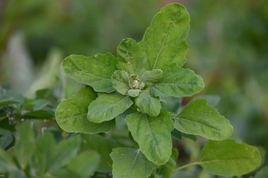 Chenopodium albüm bitkileri. Chenopodium cinsi içinde hızla büyüyen bir ottur. Kuzu konutları, eritme, kaz ayağı, yabani spinachand-hen. Çok popüler bir sebzedir..