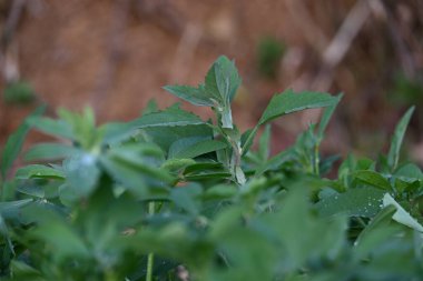 Chenopodium albüm bitkileri. Chenopodium cinsi içinde hızla büyüyen bir ottur. Kuzu konutları, eritme, kaz ayağı, yabani spinachand-hen. Çok popüler bir sebzedir..